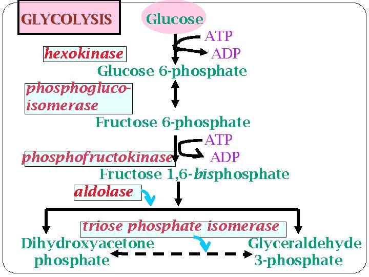GLYCOLYSIS Glucose ATP hexokinase ADP Glucose 6 -phosphate phosphoglucoisomerase Fructose 6 -phosphate ATP phosphofructokinase