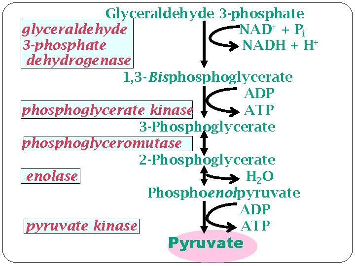 Glyceraldehyde 3 -phosphate glyceraldehyde NAD+ + Pi 3 -phosphate NADH + H+ dehydrogenase 1,