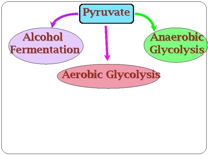 Pyruvate Alcohol Fermentation Anaerobic Glycolysis Aerobic Glycolysis 