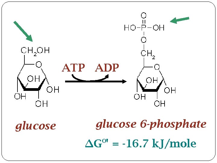 ATP ADP glucose 6 -phosphate ∆Go' = -16. 7 k. J/mole 