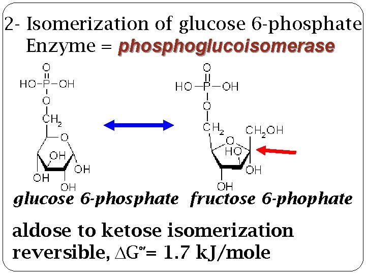 2 - Isomerization of glucose 6 -phosphate Enzyme = phosphoglucoisomerase glucose 6 -phosphate fructose