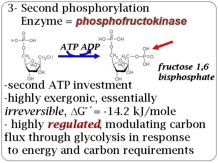 3 - Second phosphorylation Enzyme = phosphofructokinase ATP ADP fructose 1, 6 bisphosphate -second