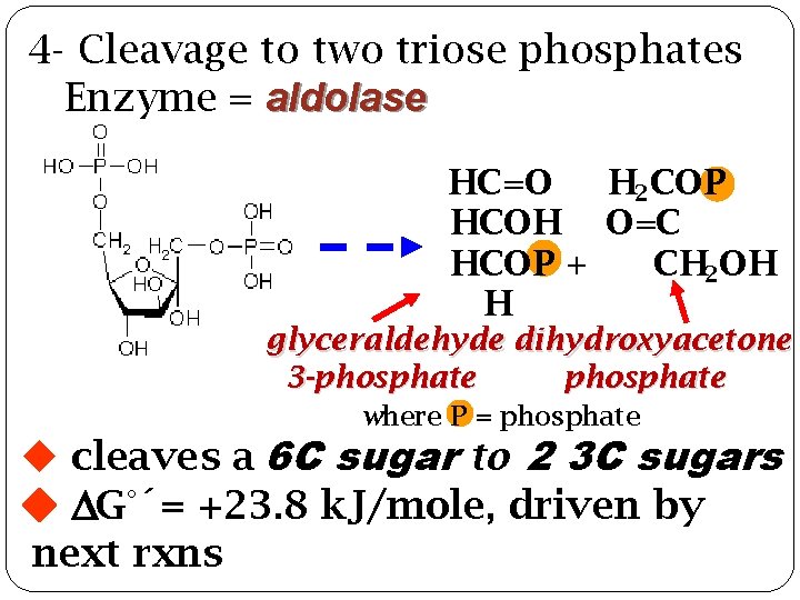4 - Cleavage to two triose phosphates Enzyme = aldolase HC=O H 2 COP