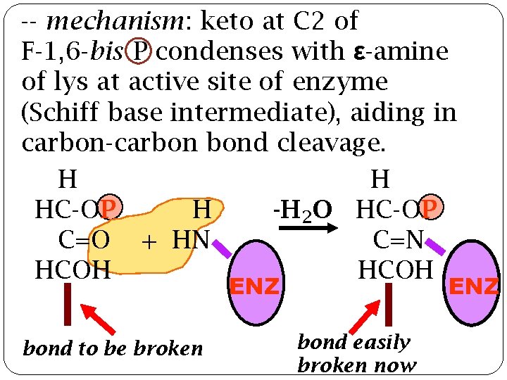 -- mechanism: keto at C 2 of F-1, 6 -bis P condenses with ε-amine