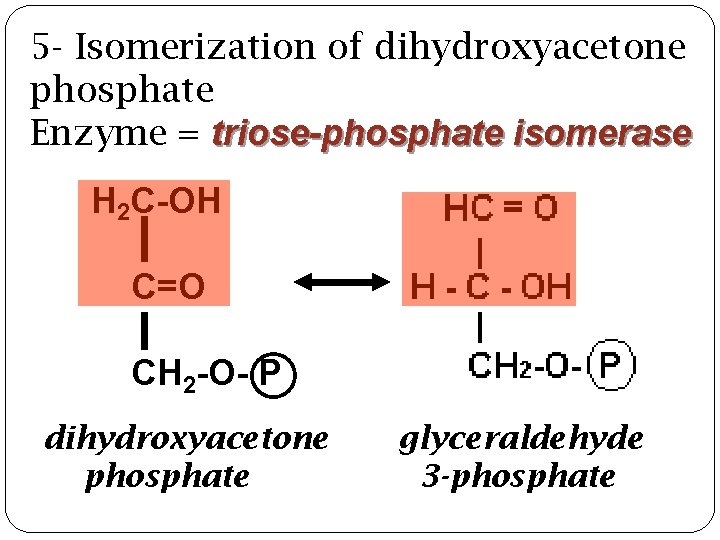 5 - Isomerization of dihydroxyacetone phosphate Enzyme = triose-phosphate isomerase H 2 C-OH C=O