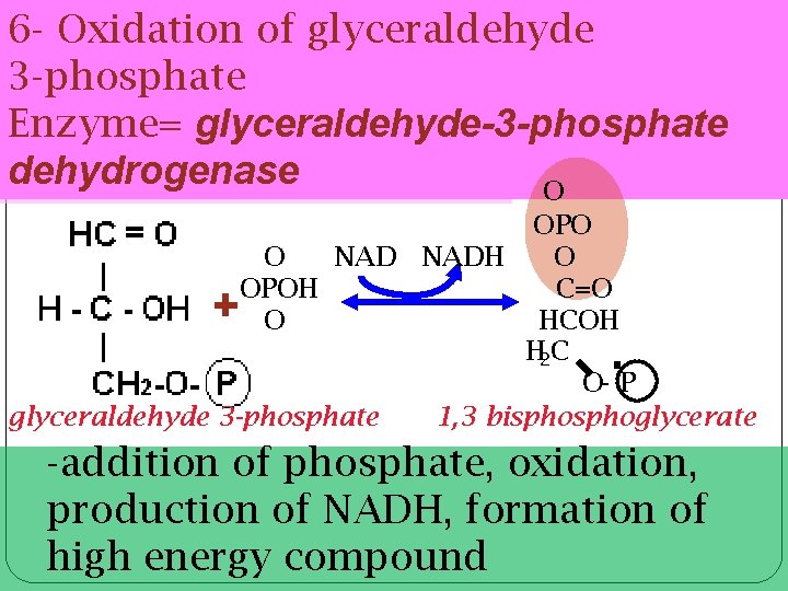 6 - Oxidation of glyceraldehyde 3 -phosphate Enzyme= glyceraldehyde-3 -phosphate dehydrogenase O OPO O