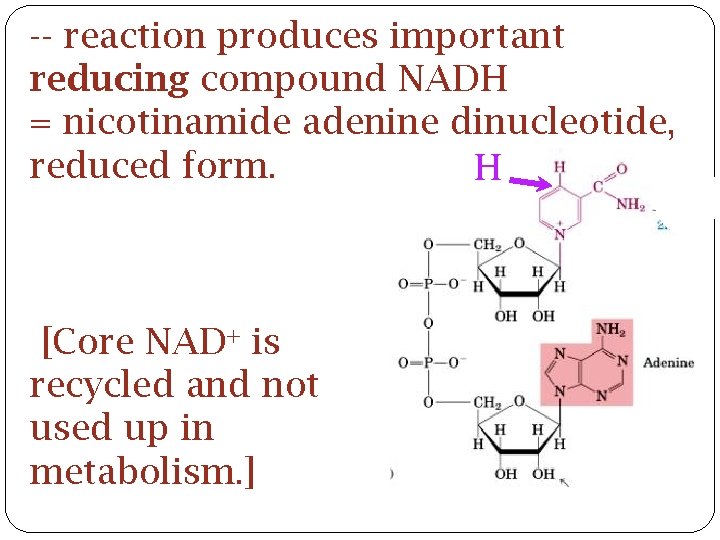 -- reaction produces important reducing compound NADH = nicotinamide adenine dinucleotide, reduced form. H