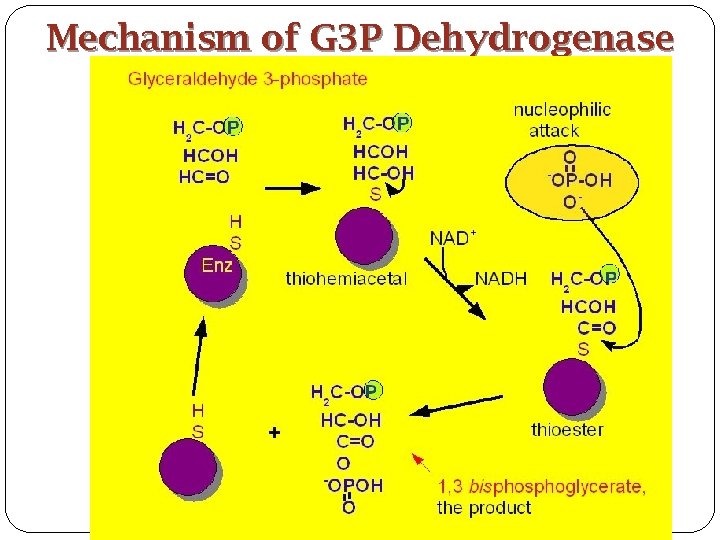 Mechanism of G 3 P Dehydrogenase 