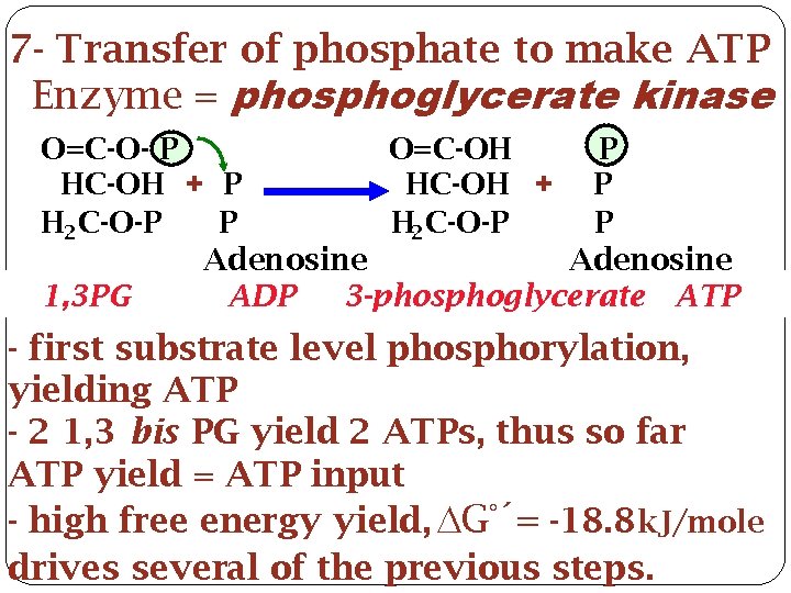 7 - Transfer of phosphate to make ATP Enzyme = phosphoglycerate kinase O=C-O- P