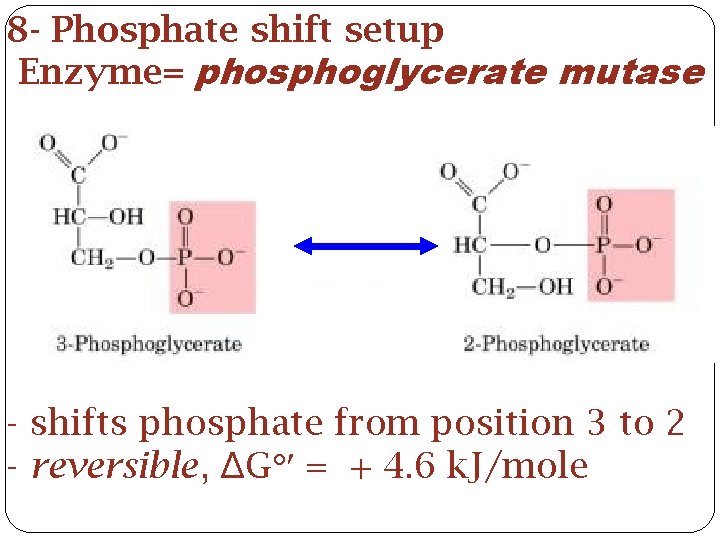 8 - Phosphate shift setup Enzyme= phosphoglycerate mutase - shifts phosphate from position 3