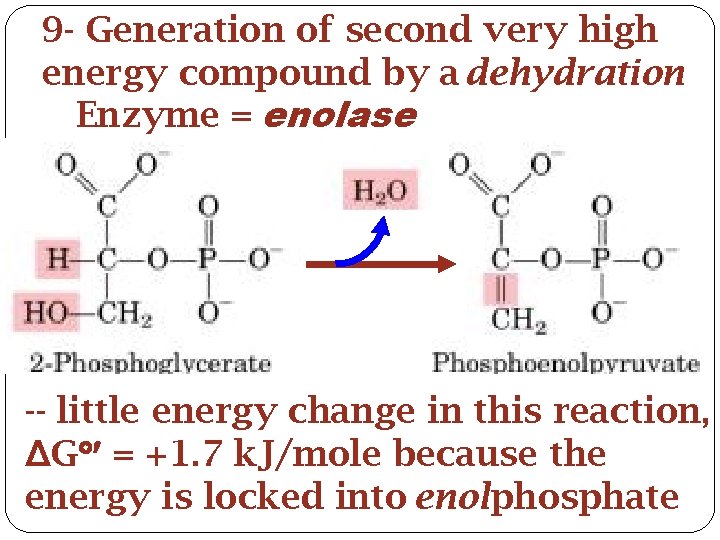 9 - Generation of second very high energy compound by a dehydration Enzyme =