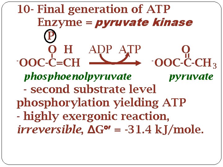 10 - Final generation of ATP Enzyme = pyruvate kinase P O H ADP