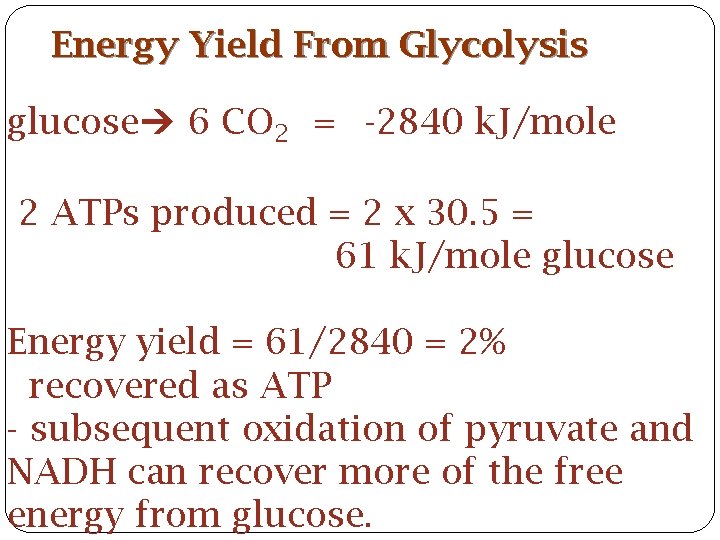 Energy Yield From Glycolysis glucose 6 CO 2 = -2840 k. J/mole 2 ATPs