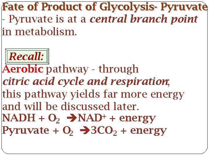 Fate of Product of Glycolysis- Pyruvate is at a central branch point in metabolism.