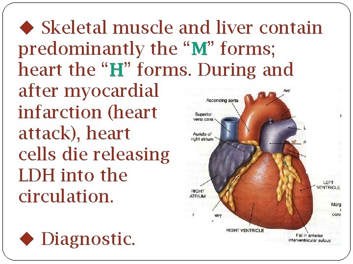  Skeletal muscle and liver contain predominantly the “M” forms; heart the “H” forms.