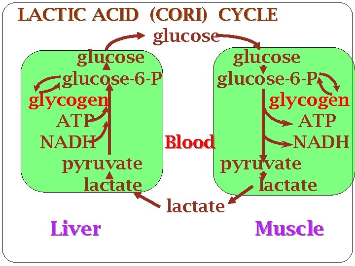 LACTIC ACID (CORI) CYCLE glucose-6 -P glucose-6 -P glycogen ATP NADH Blood NADH pyruvate