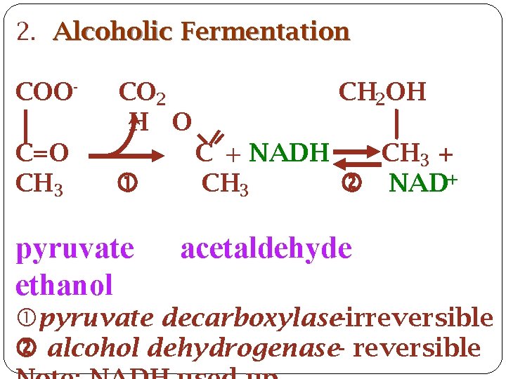 2. Alcoholic Fermentation COOCO 2 CH 2 OH H O C=O C + NADH