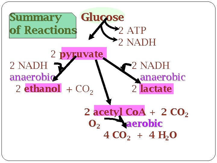 Summary Glucose of Reactions 2 ATP 2 NADH 2 pyruvate 2 NADH anaerobic 2