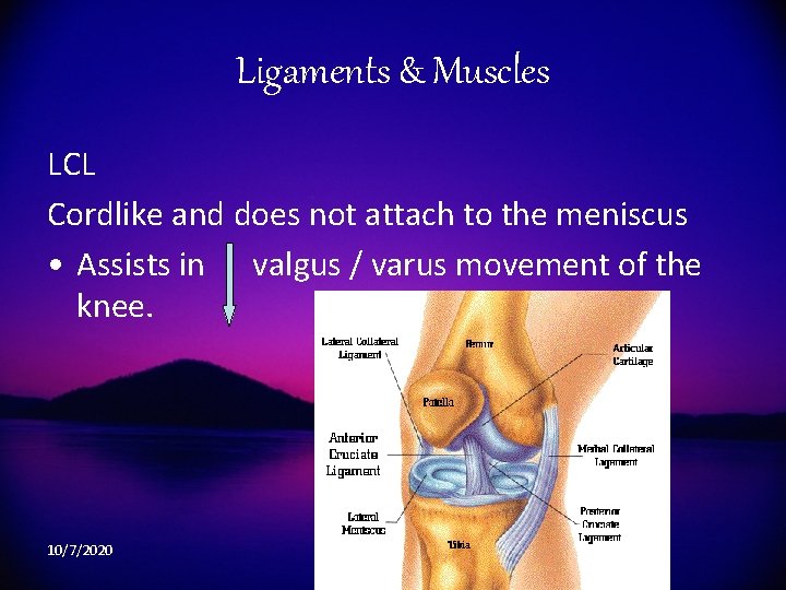 Ligaments & Muscles LCL Cordlike and does not attach to the meniscus • Assists