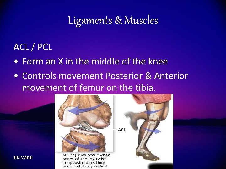 Ligaments & Muscles ACL / PCL • Form an X in the middle of