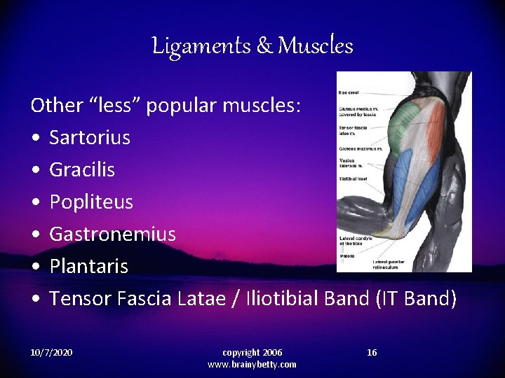 Ligaments & Muscles Other “less” popular muscles: • Sartorius • Gracilis • Popliteus •
