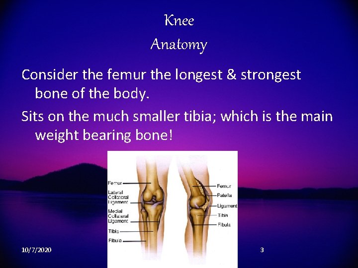 Knee Anatomy Consider the femur the longest & strongest bone of the body. Sits