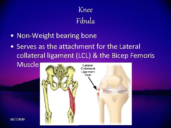 Knee Fibula • Non-Weight bearing bone • Serves as the attachment for the Lateral