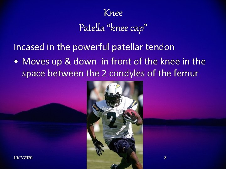 Knee Patella “knee cap” Incased in the powerful patellar tendon • Moves up &