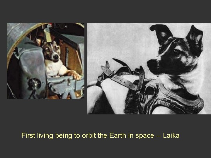 First living being to orbit the Earth in space -- Laika First living being to orbit the Earth in space -- Laika