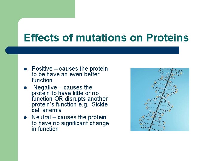 Effects of mutations on Proteins l l l Positive – causes the protein to