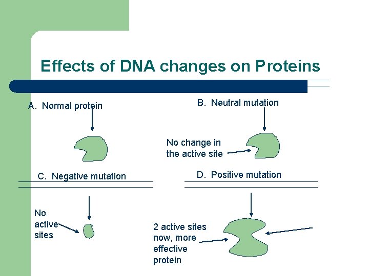 Effects of DNA changes on Proteins A. Normal protein B. Neutral mutation No change