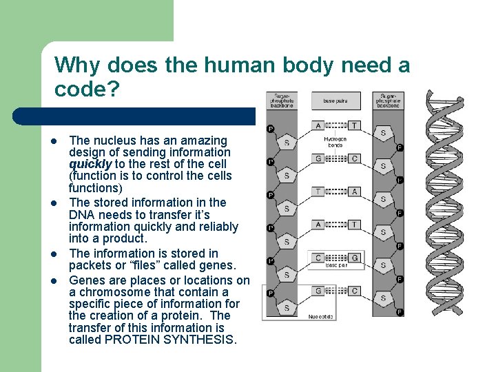 Why does the human body need a code? l l The nucleus has an