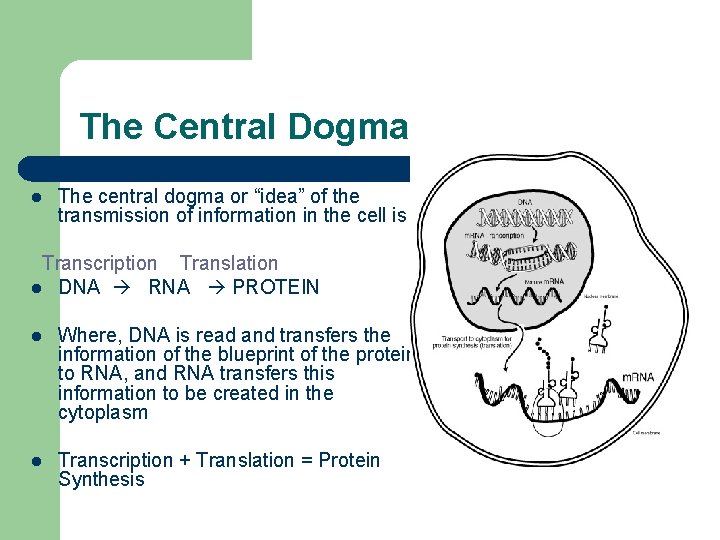 The Central Dogma l The central dogma or “idea” of the transmission of information
