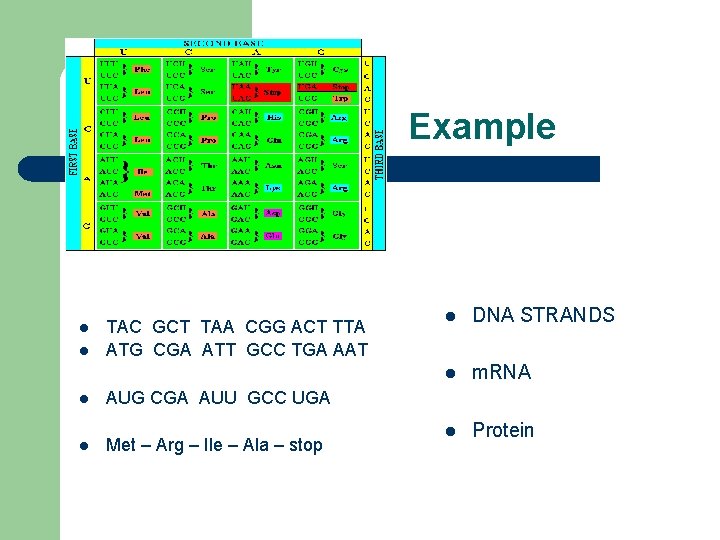 Example l l TAC GCT TAA CGG ACT TTA ATG CGA ATT GCC TGA
