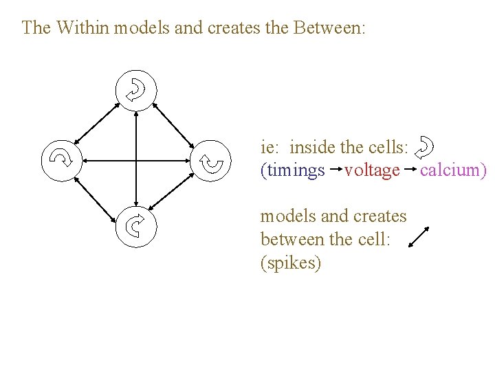 The Within models and creates the Between: ie: inside the cells: (timings voltage calcium)