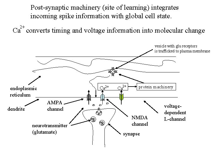 Post-synaptic machinery (site of learning) integrates incoming spike information with global cell state. 2+