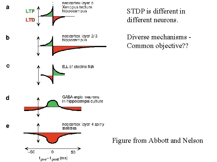 STDP is different in different neurons. Diverse mechanisms Common objective? ? Figure from Abbott