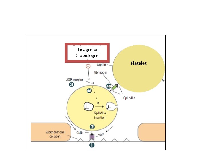 Ticagrelor Clopidogrel Platelet 