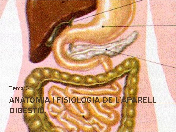 Tema 6: ANATOMIA I FISIOLOGIA DE L’APARELL DIGESTIU. 