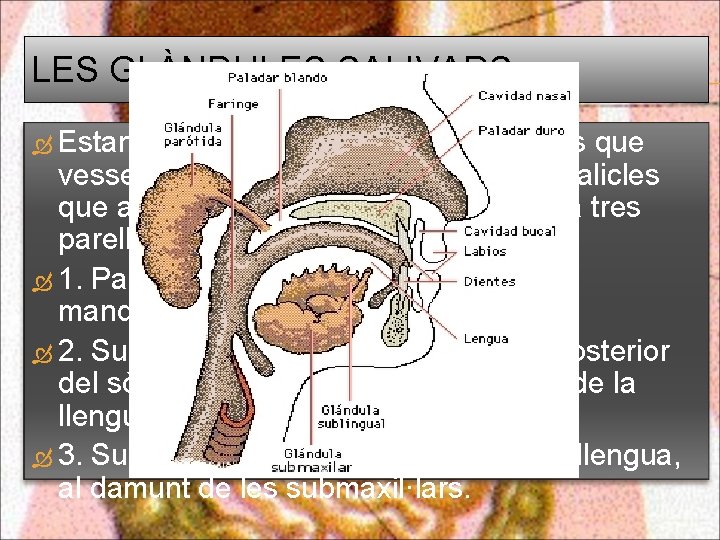 LES GLÀNDULES SALIVARS: Estan formades per cèl·lules secretores que vessen les seves secrecions a