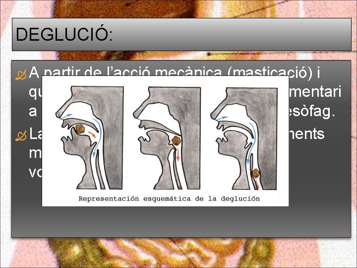 DEGLUCIÓ: A partir de l’acció mecànica (masticació) i química (salivació) es forma el bol