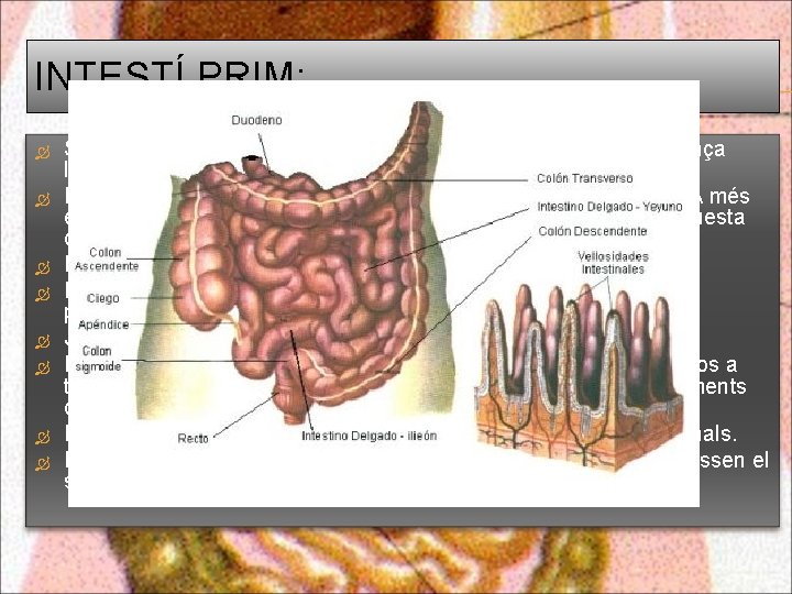 INTESTÍ PRIM: S’inicia en el pílor i acaba en la vàlvula ileoceal, que és