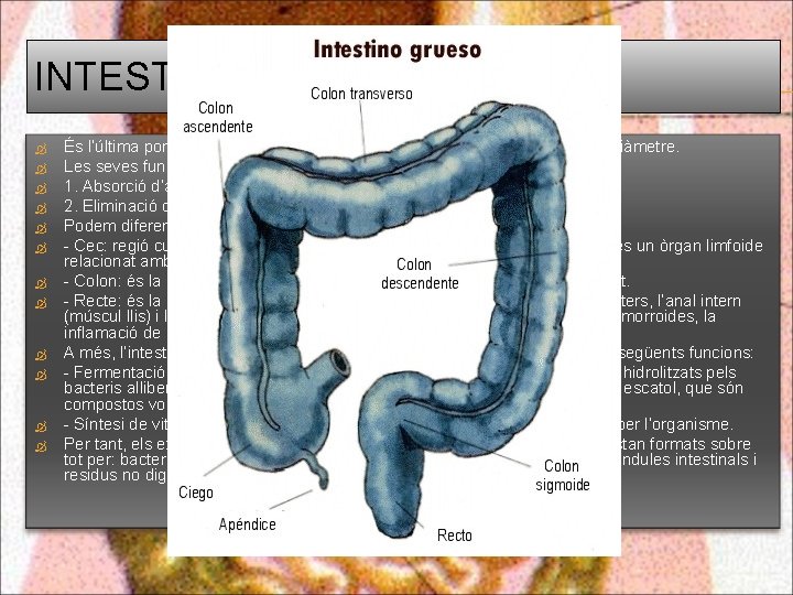 INTESTÍ GROS: És l’última porció del tub digestiu. Té una longitud de 1’ 5