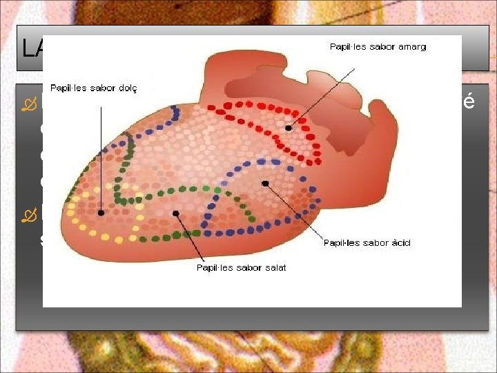 LA LLENGUA: La llengua és un òrgan muscular que intervé en la masticació barrejant