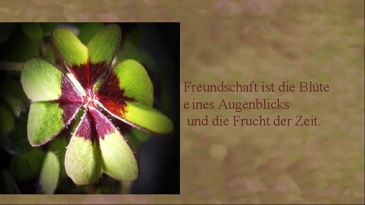 Freundschaft ist die Blüte e ines Augenblicks und die Frucht der Zeit. 