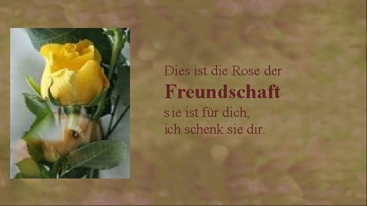 Dies ist die Rose der Freundschaft s ie ist für dich, ich schenk sie