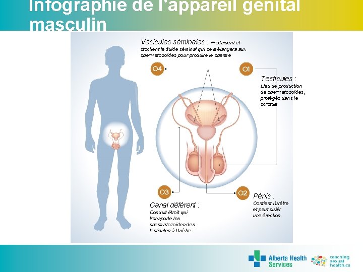 Infographie de l'appareil génital masculin Vésicules séminales : Produisent et stockent le fluide séminal