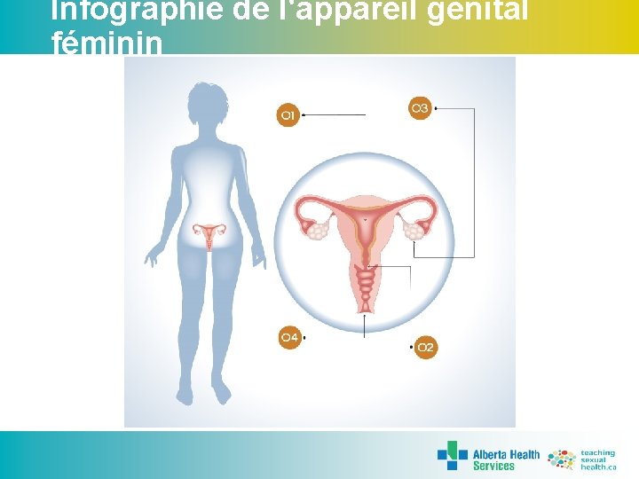 Infographie de l'appareil génital féminin 