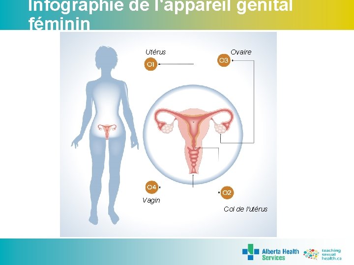 Infographie de l'appareil génital féminin Utérus Ovaire Vagin Col de l'utérus 