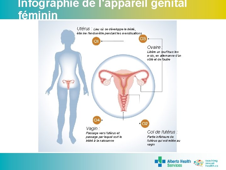 Infographie de l'appareil génital féminin Utérus : Lieu où se développe le bébé, élimine